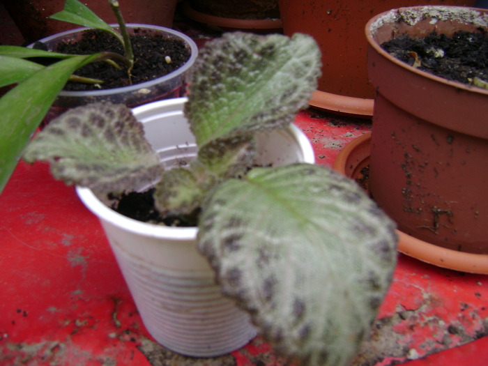 am mai crescut - EPISCIA