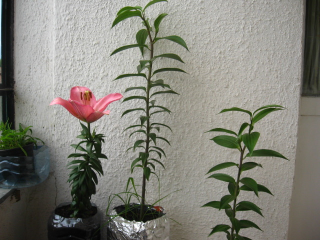 2 - Lililum longiflorum