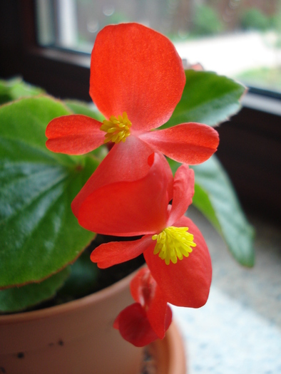 Begonia cerata (2009, May 07)