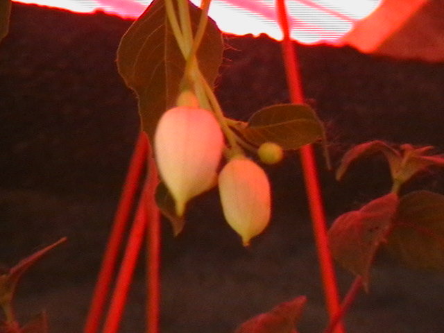 boboc cercelus din Bulgaria