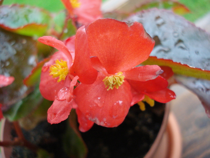 Begonia cerata (2009, June 23) - Begonia semperflorens