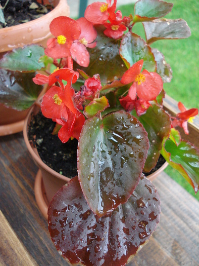 Begonia cerata (2009, June 23) - Begonia semperflorens