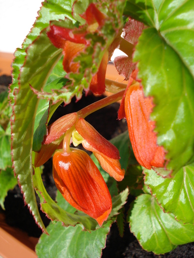 Begonia Red Cascade (2009, May 09) - Begonia cascade Red