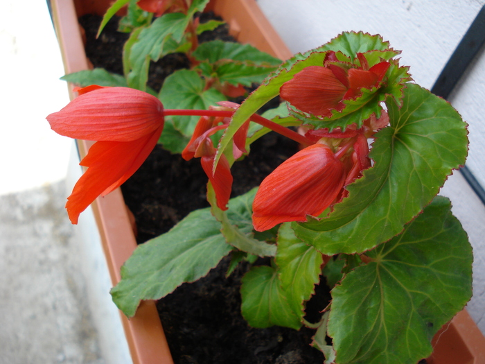 Begonia Red Cascade (2009, May 17) - Begonia cascade Red