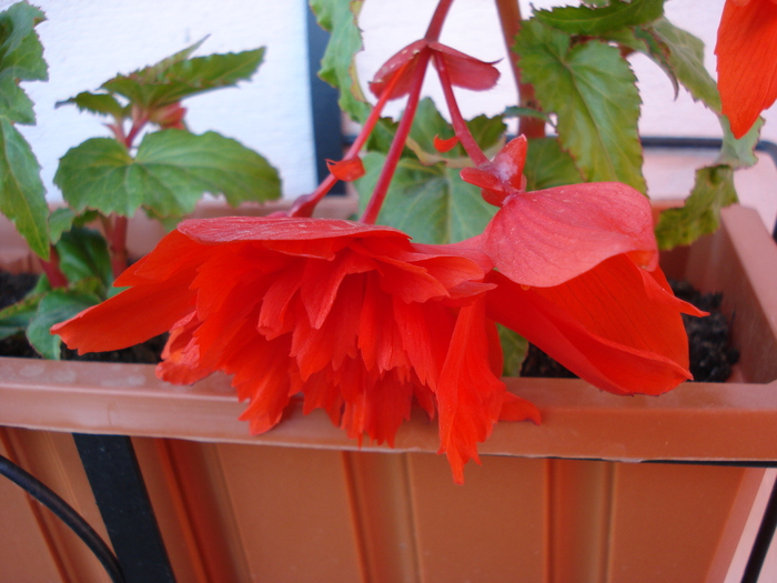 Begonia Red Cascade (2009, May 24) - Begonia cascade Red