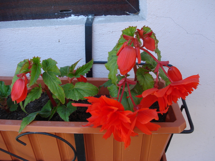 Begonia Red Cascade (2009, May 27)