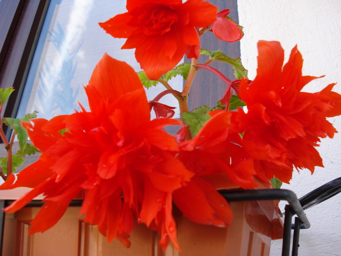 Begonia Red Cascade (2009, May 31) - Begonia cascade Red