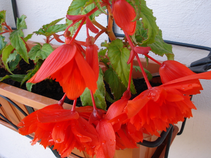 Begonia Red Cascade (2009, May 31) - Begonia cascade Red