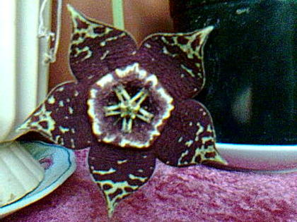 Stapelia