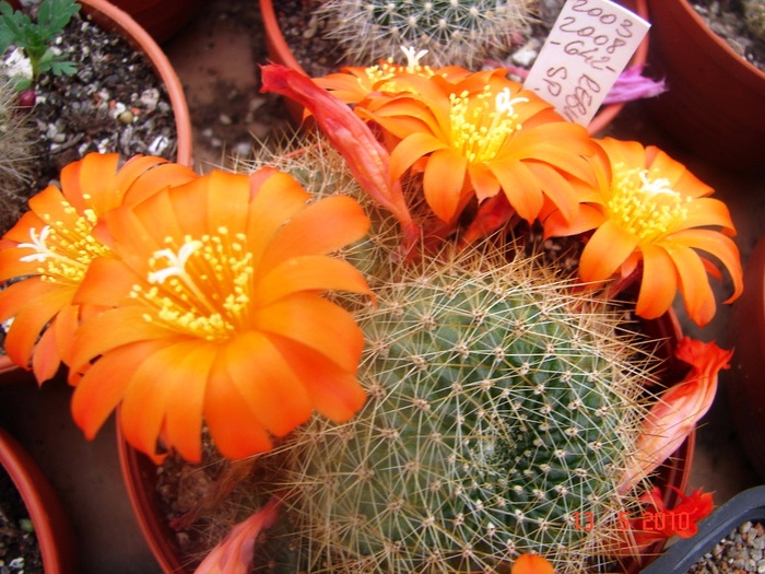 DSC08042