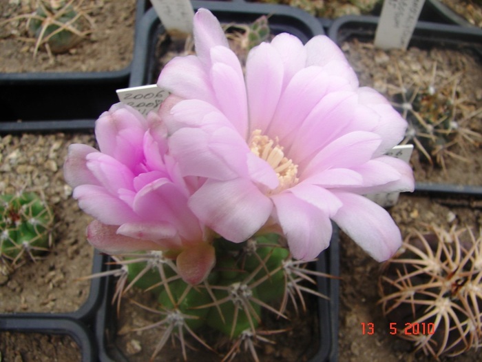 DSC08051
