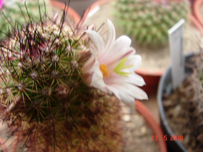 DSC08061