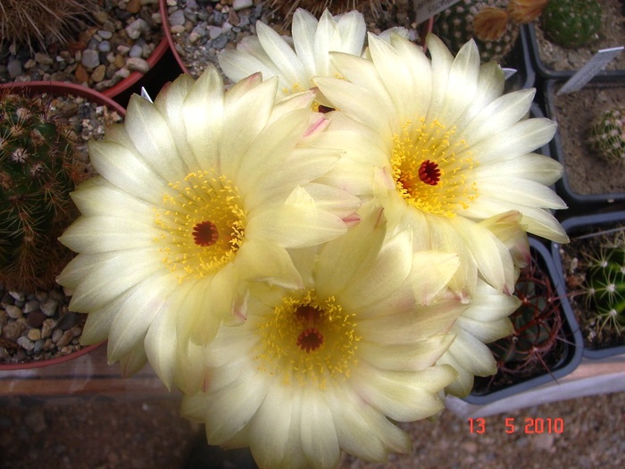 DSC08067