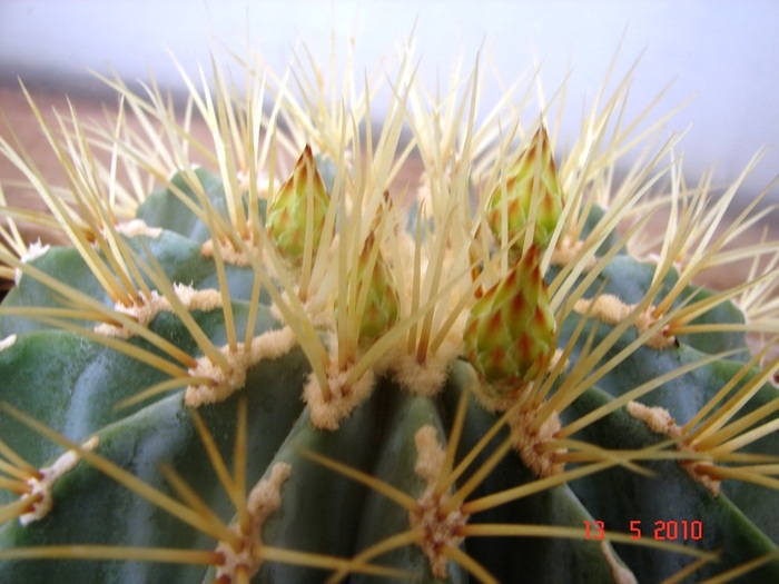 DSC08071 - Cactusi Mai