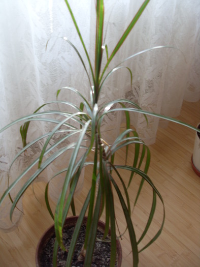 dracena 2 - GLOXINIE si altele