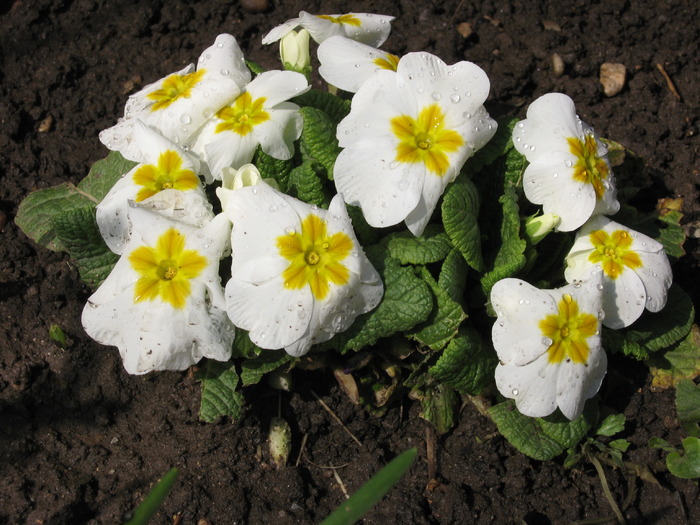 IMG_7318 - florile mele