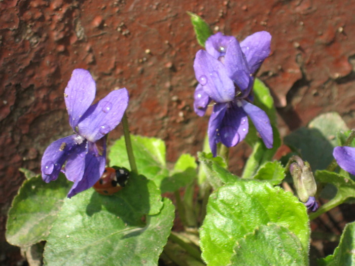 IMG_7319 - florile mele