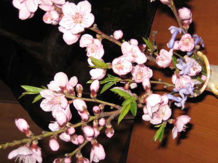 IMG_7371 - florile mele