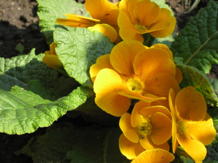 IMG_7457 - florile mele