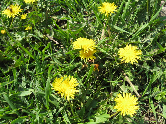 IMG_7459 - florile mele