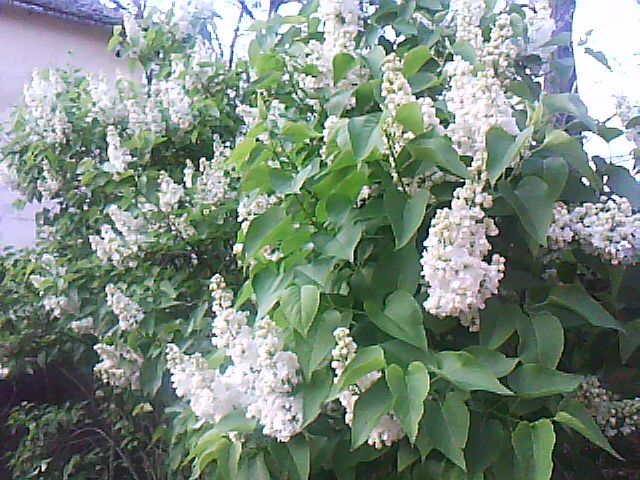 copac liliac alb - florile mele