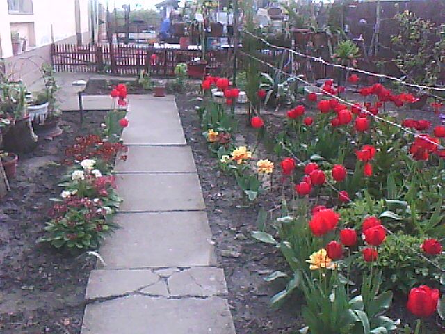 carare lalele - florile mele