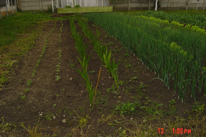 gladiole rosii