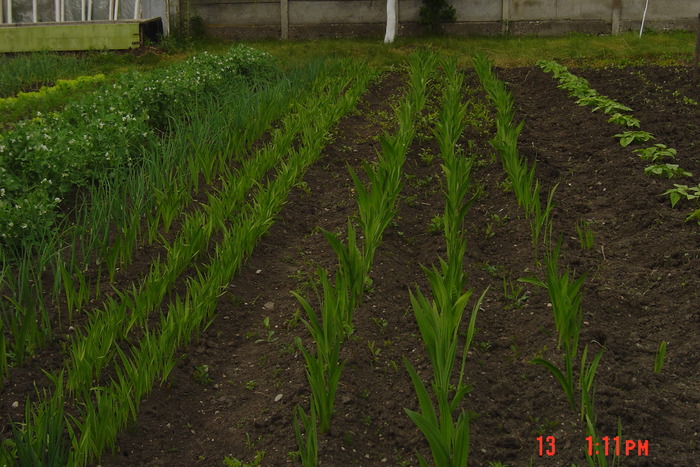 gladiole diferite culori - GLADIOLE 2010