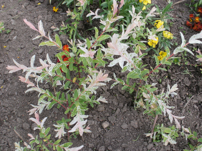 Salix variegat - Gradina de flori 2010