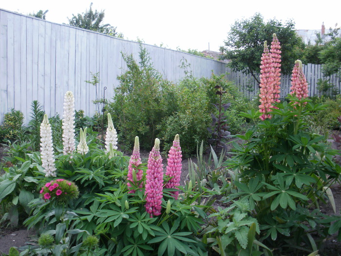 Lupin - Gradina de flori 2010