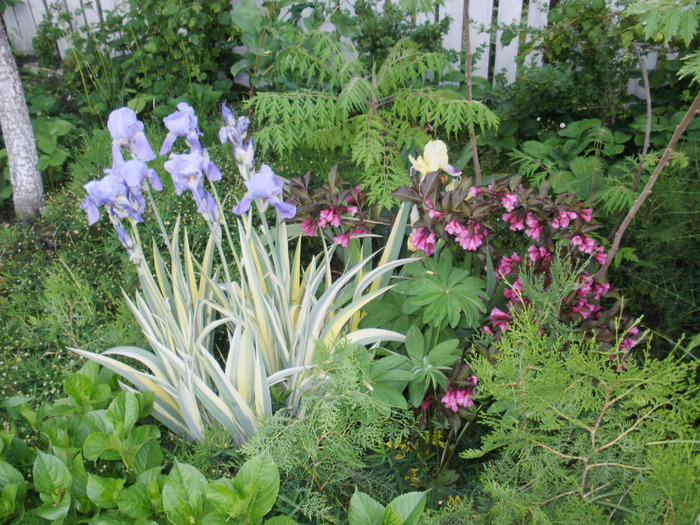 Iris variegat