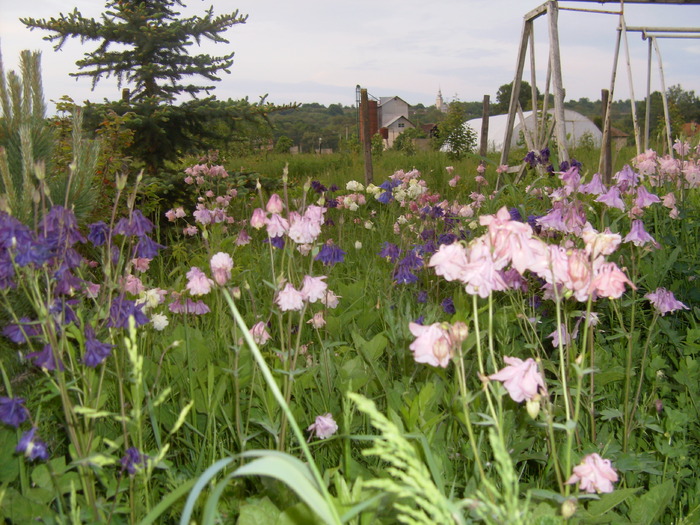 11 mai 2010 036