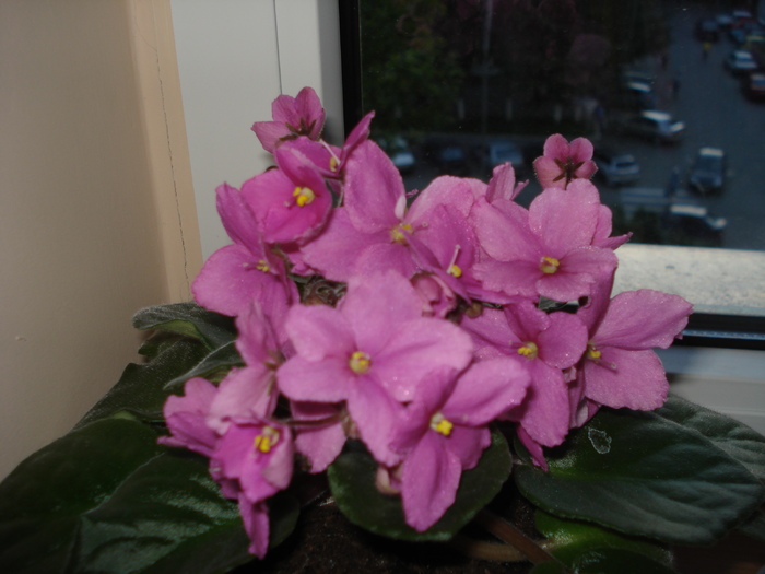 DSC03020 - flori -violeta roz inchis