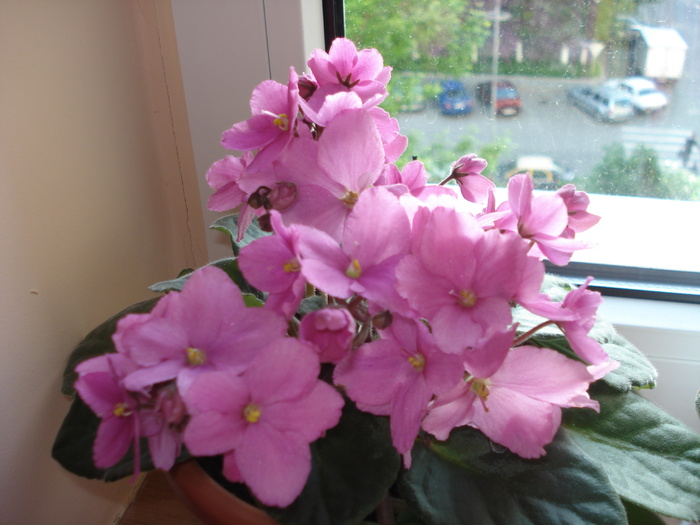 DSC03037 - flori -violeta roz inchis