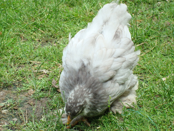 DSC07174