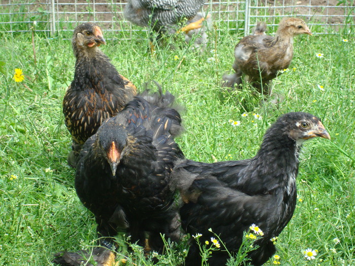 DSC07179 - tineret mai