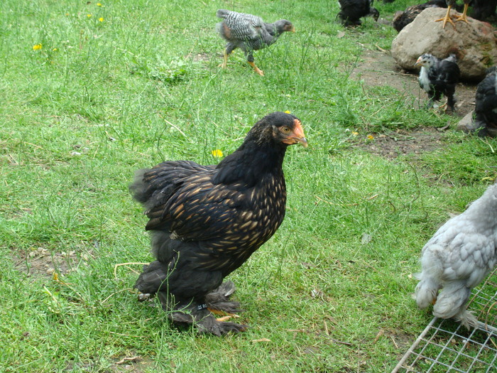 DSC07216