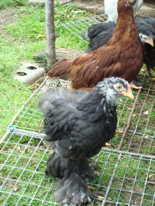 DSC07232