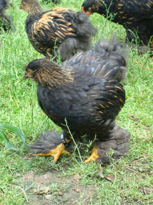 DSC07245