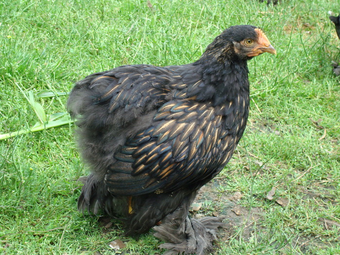 DSC07260