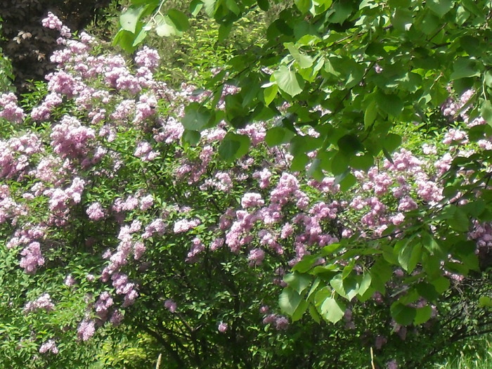  - SYRINGA VULGARIS- LILIAC