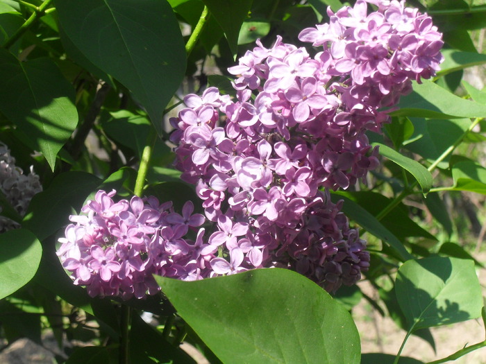  - SYRINGA VULGARIS- LILIAC