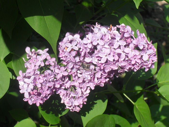  - SYRINGA VULGARIS- LILIAC