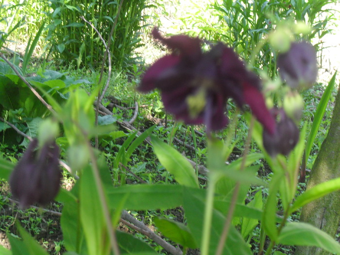  - AQUILEGIA VULGARIS-CALDARUSA