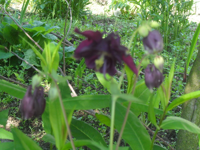  - AQUILEGIA VULGARIS-CALDARUSA