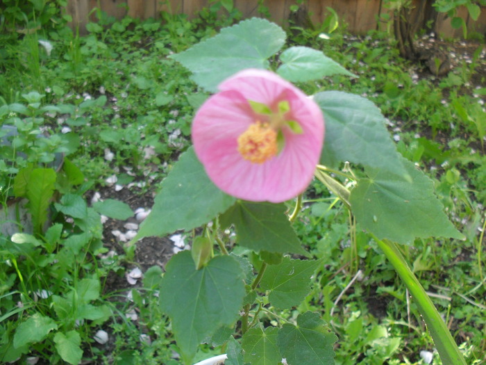 Abutilonul mamei  13 05 2010