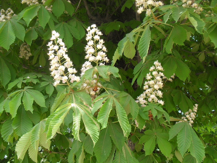 Floare de castan - FLORI -2010