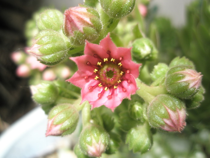 Sempervivum arachnoideum - floare 13.05 - Plante de EXTERIOR