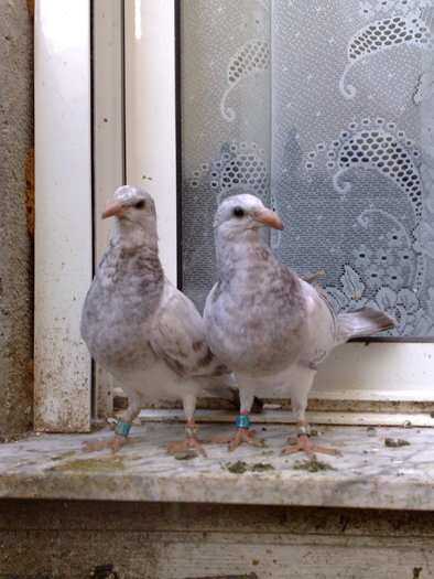 jiennense - pichones 2010