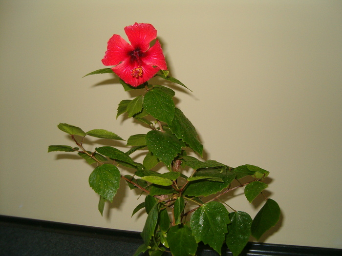 Hibiscus rosu